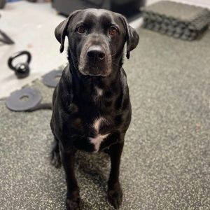 Meet your Posher, Russel